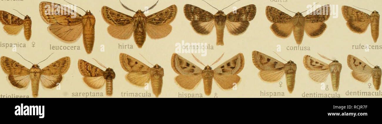 . Die Gross-Schmetterlinge der Erde : eine systematische Bearbeitung der bis jetzt bekannten Gross-Schmetterlinge. Butterflies; Lepidoptera. -&gt;ui'LiS hispanica S strioligera. sareptana IP trimacula^ hispanaS hispana ^ dentimacula dentimacula. Please note that these images are extracted from scanned page images that may have been digitally enhanced for readability - coloration and appearance of these illustrations may not perfectly resemble the original work.. Seitz, Adalbert, 1860-1938. Stuttgart : Alfred Kernen Stock Photo