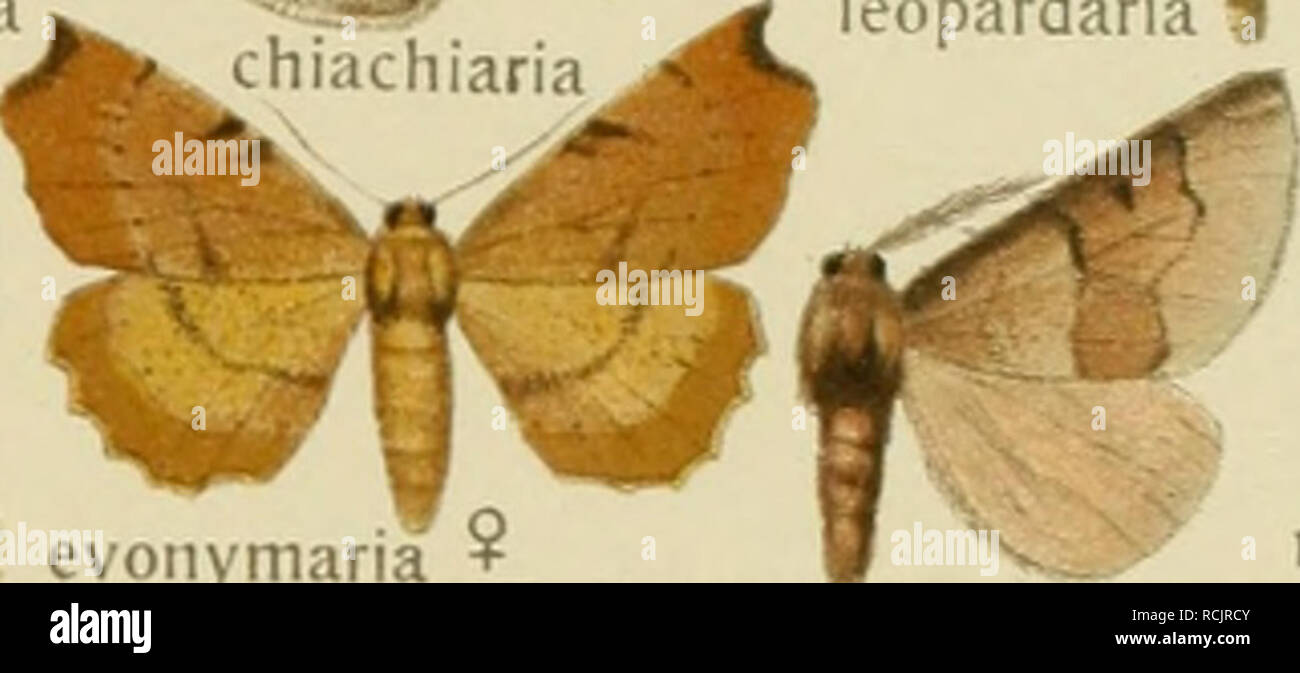 . Die Gross-Schmetterlinge der Erde : eine systematische Bearbeitung der bis jetzt bekannten Gross-Schmetterlinge. Butterflies; Lepidoptera. scintillans djrou-,cÂ»iiaria ^â â rc^- -^-Â».   v:--^ bimaculata y{,- evoiiyTTiana&quot; â ^ ^ â¢ â &quot;v^ y^ '.' } â ' evoiiymaria +   ' ; y ^^^1^ jordariÃ¤ri, 'â ' ^^^ H Â«IV^ aurantiaca ieopardana 1 /a. Please note that these images are extracted from scanned page images that may have been digitally enhanced for readability - coloration and appearance of these illustrations may not perfectly resemble the original work.. Seitz, Adalbert, 1860-1938. Stock Photo
