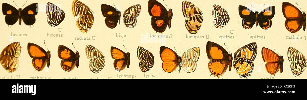 . Die Grossschmetterlinge der Erde : eine systematische Bearbeitung der bis jetzt bekannten Grossschmetterlinge. Butterflies; Lepidoptera; Lepidoptera. rufOmargi-V* ycnmdes ¥ ^^ o margmata flavomacul;ia. lacides $ lacides 2 lacides U lyzanius U | 4 i lyzanius inconspicua xanthopoeci- xantho- tj xantbopoe- xantho- T T kampala fr kampala maean- ander U poecila -Jlla poecila17 U der,?. makalaU mahota&lt;J mahot; lychnap- lych- mahotaU tes $ naptes (j pyroptera^ bakeri $ aurea^T zenkeri,? juba ^ juba jj scintil- lula^ Hl! / &amp;£» erythropoe- erythro- cila&lt;3 poecila U. Please note that these  Stock Photo