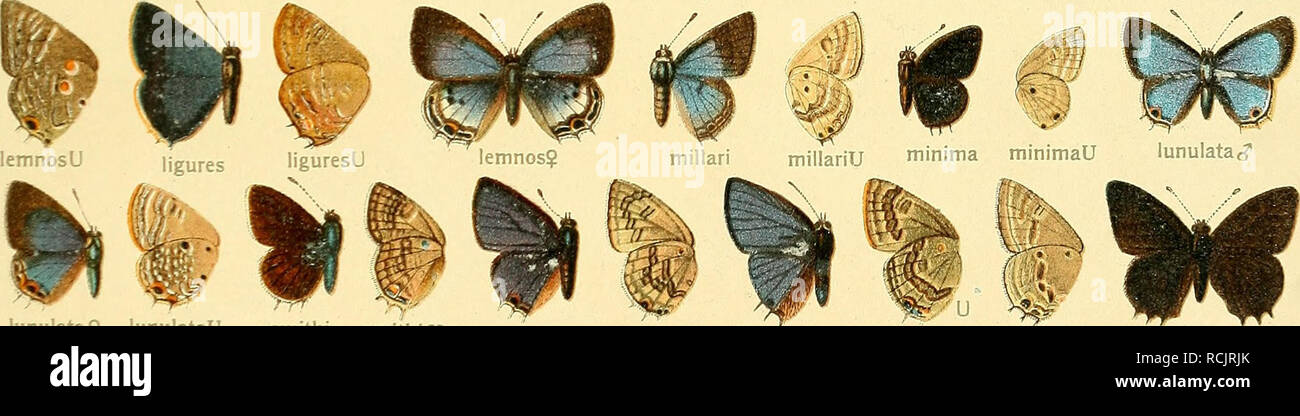 . Die Grossschmetterlinge der Erde : eine systematische Bearbeitung der bis jetzt bekannten Grossschmetterlinge. Butterflies; Lepidoptera; Lepidoptera. M {&lt;v hobleyiU indefinitaj1 indefinita? indefinitaU lemnos. lunulata? lunulataU smithi smithiU bihetf biheU nigropunctata nigropunctata lasti-U lasti £. Please note that these images are extracted from scanned page images that may have been digitally enhanced for readability - coloration and appearance of these illustrations may not perfectly resemble the original work.. Seitz, Adalbert, 1860-1938; Bayer, Frederick M. , former owner. DSI. St Stock Photo