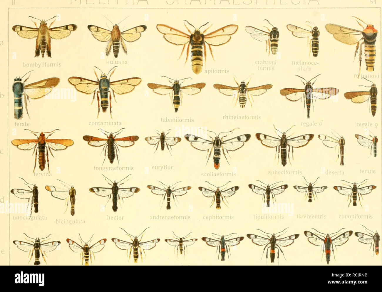 . Die Gross-Schmetterlinge der Erde : eine systematische Bearbeitung der bis jetzt bekannten Gross-Schmetterlinge. Butterflies; Lepidoptera. MELITTIA- CHANAESPHECIA. stoinoxiiuiinis vespifonnis o^ vespiformis ? ves|&gt;if..rmis 9 ^&quot;'^^11 myopaefüimi.s culicif„nuis foniiicif(,rn,:s palariformis.^ &quot;^&quot;^f&quot;^,&quot;'&quot;&quot;&quot;'&quot; inegillaefonnis ichr.i'UTnon; • iiroceri- himmiglioffeni sirphiformis. Please note that these images are extracted from scanned page images that may have been digitally enhanced for readability - coloration and appearance of these illustratio Stock Photo