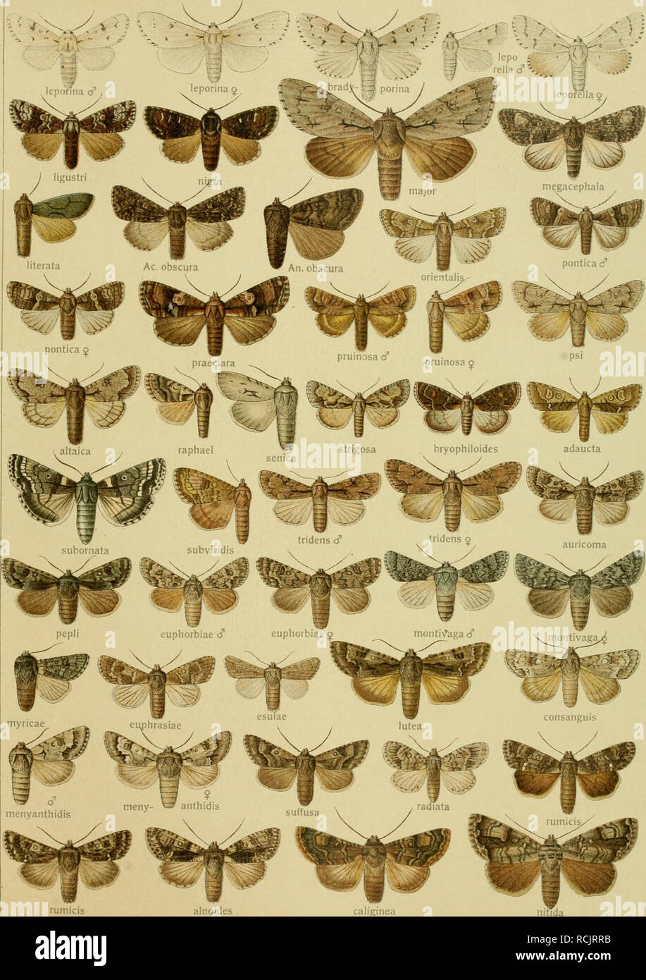 . Die Gross-Schmetterlinge der Erde : eine systematische Bearbeitung der bis jetzt bekannten Gross-Schmetterlinge. Butterflies; Lepidoptera. ACRONICTA - ANACRONICTA. rumicis alnoides caliginea Pars I. Fauna palaearctica 3.. Please note that these images are extracted from scanned page images that may have been digitally enhanced for readability - coloration and appearance of these illustrations may not perfectly resemble the original work.. Seitz, Adalbert, 1860-1938. Stuttgart : Alfred Kernen Stock Photo