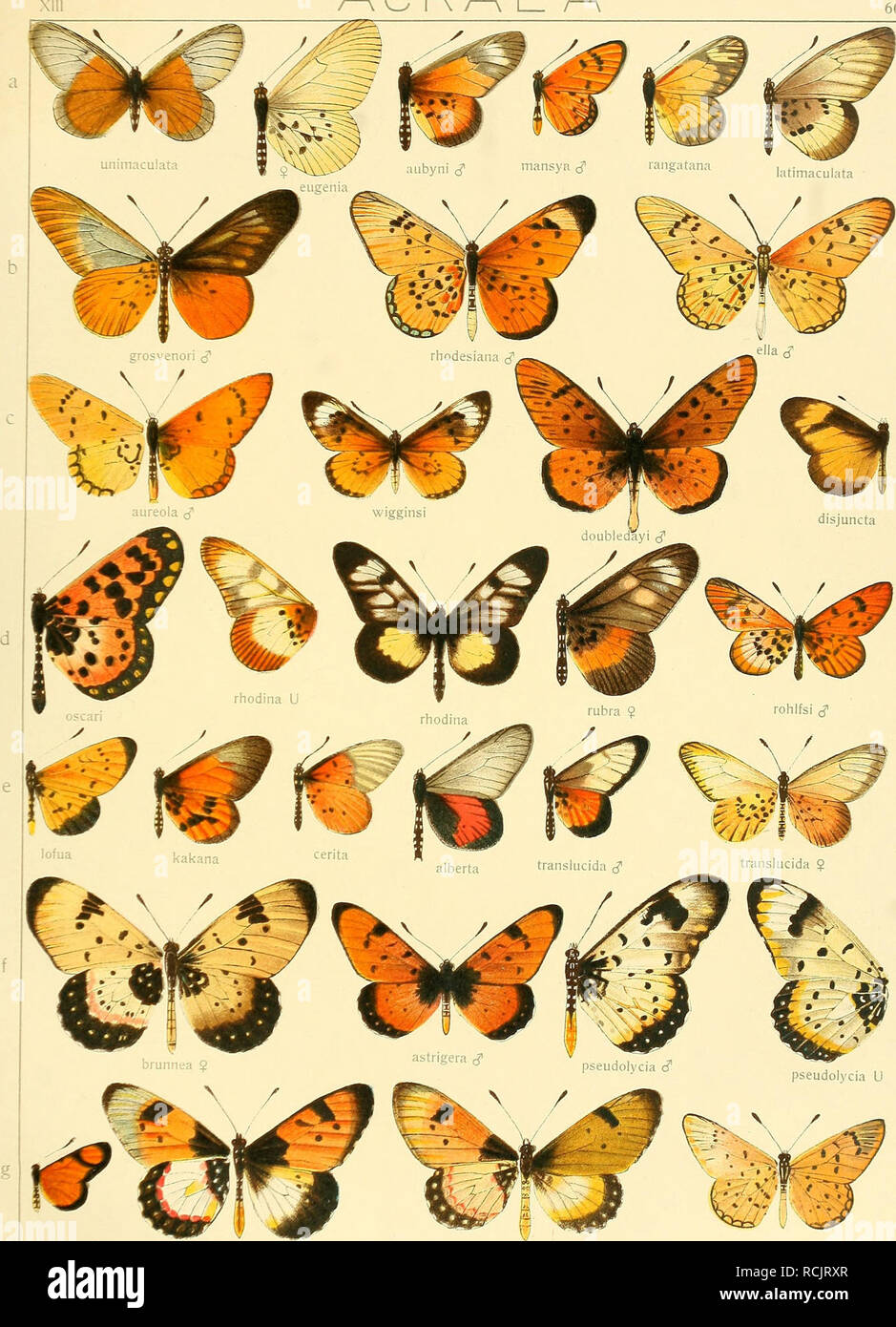 . Die Grossschmetterlinge der Erde : eine systematische Bearbeitung der bis jetzt bekannten Grossschmetterlinge. Butterflies; Lepidoptera; Lepidoptera. ACRAE A. lumiri $ hÃ¼ J1 welwitschii â¢ r v, tf. ^ i^s-i * * â './&gt; * Â» â¢ equatorialis J1 Fauna africana 1.. Please note that these images are extracted from scanned page images that may have been digitally enhanced for readability - coloration and appearance of these illustrations may not perfectly resemble the original work.. Seitz, Adalbert, 1860-1938; Bayer, Frederick M. , former owner. DSI. Stuttgart : Verlag des Seitzschen Werkes (Al Stock Photo
