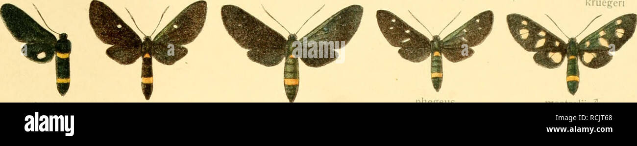 Cloelia Virgo Una Ex Obsidibus