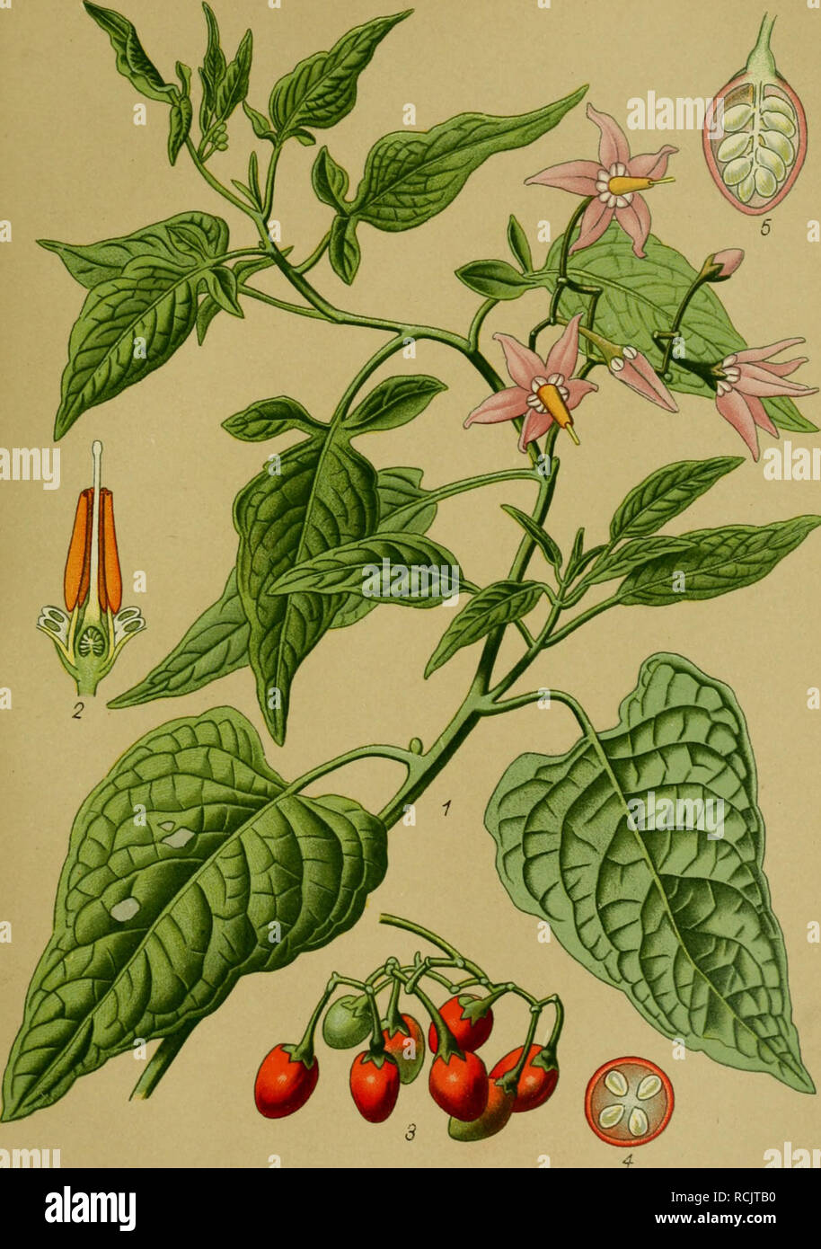 . Die Giftpflanzen Deutschlands. Poisonous plants. Tafel 93. Tafel 93.. Bittersüß. Solanum dulcamara L 1 Blühender Sproß. 2 Innerer Teil der Blüte im Längsschnitt. 3 Fruchtstand. 4 Frucht im Querschnitt. 5 Frucht im Längsschnitt. 2, 4, .5 vergr.. Please note that these images are extracted from scanned page images that may have been digitally enhanced for readability - coloration and appearance of these illustrations may not perfectly resemble the original work.. Esser, Peter, 1859-. Braunschweig, F. Vieweg Stock Photo