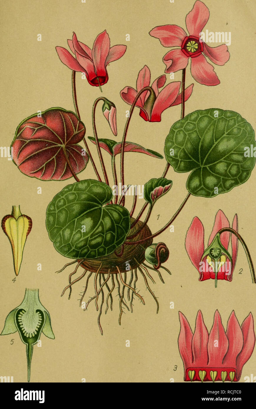 Die Giftpflanzen Deutschlands Poisonous Plants Tafel 85 Tafel