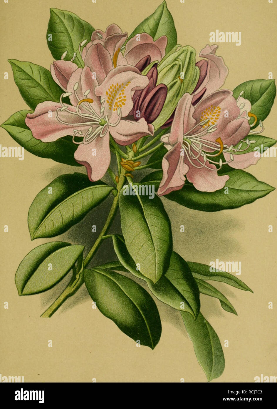 Die Giftpflanzen Deutschlands Poisonous Plants Tafel 83 Tafel