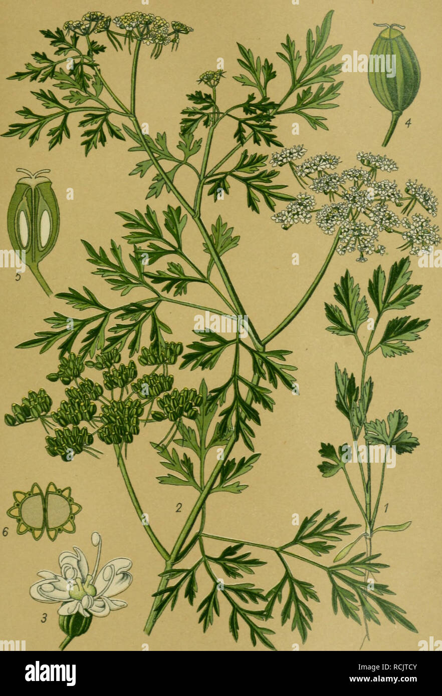 . Die Giftpflanzen Deutschlands. Poisonous plants. Tafel 73. Tafel 73.. Hundspetersilie. Aethusa cynapium L 1 Junge Pflanze. 2 Sproß mit Blüten und Früchten. 3 Blüte. 4 Frucht. 5 Frucht im Längsschnitt. 6 Frucht im Querschnitt. 3 bis 6 vergr.. Please note that these images are extracted from scanned page images that may have been digitally enhanced for readability - coloration and appearance of these illustrations may not perfectly resemble the original work.. Esser, Peter, 1859-. Braunschweig, F. Vieweg Stock Photo