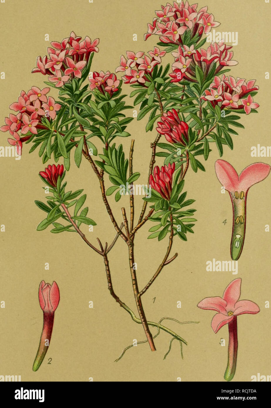 Die Giftpflanzen Deutschlands Poisonous Plants Tafel 66 Tafel