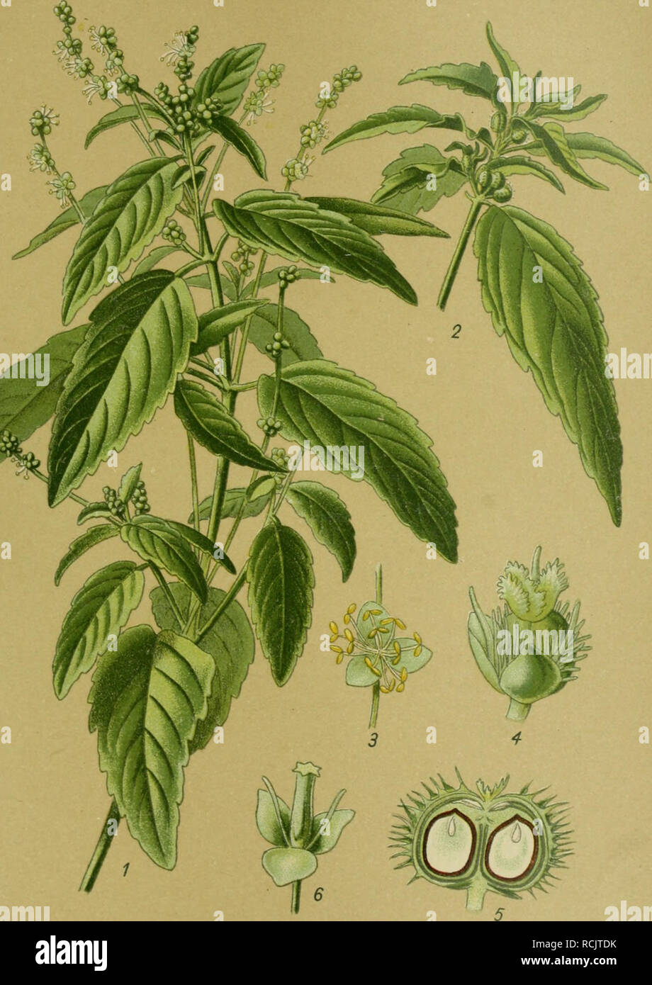 Die Giftpflanzen Deutschlands Poisonous Plants Tafel 61 Tafel