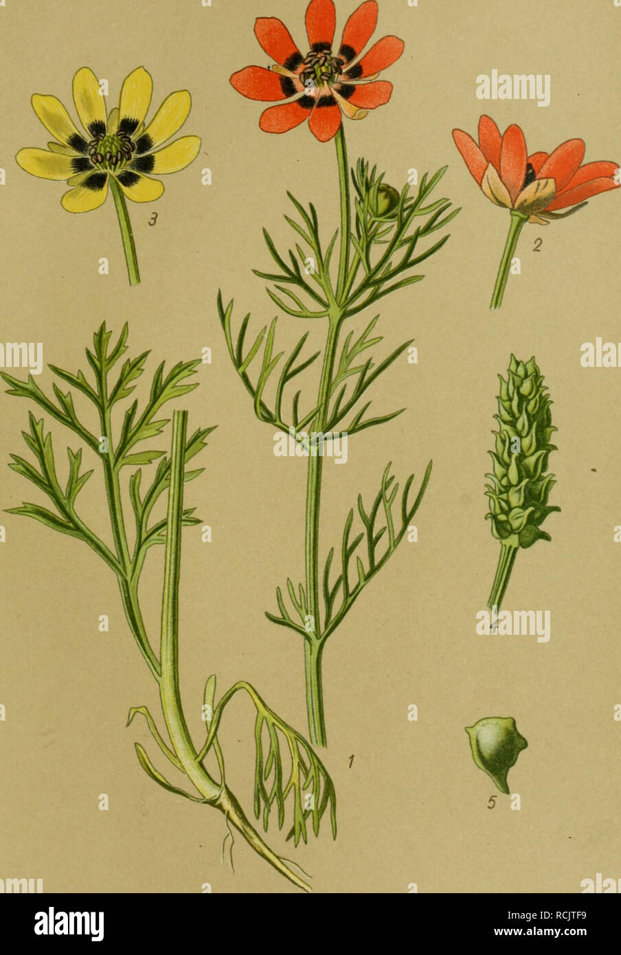 Die Giftpflanzen Deutschlands Poisonous Plants Tafel 45 Tafel