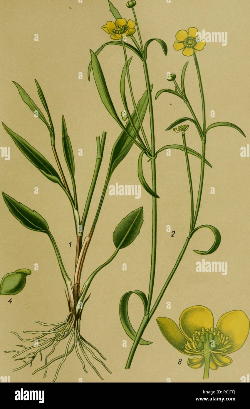 Die Giftpflanzen Deutschlands Poisonous Plants Tafel 43 Tafel