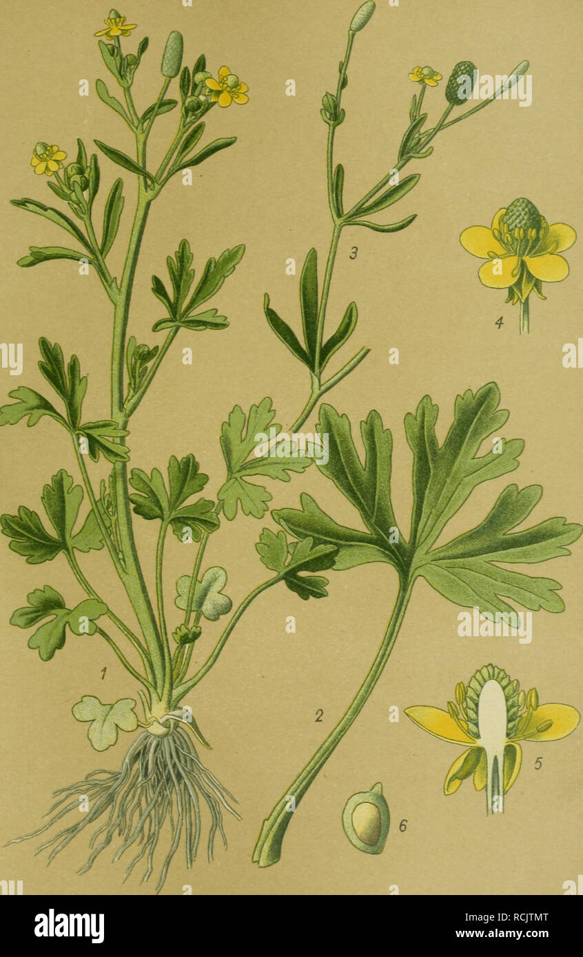 . Die Giftpflanzen Deutschlands. Poisonous plants. Tafel 40. Tafel 40.. Gift-Hahnenfulj. Ranunculus sce/eratus L 1 Pflanze. 2 Grundständiges Blatt. 3 Zweig mit Früchten. 4 Blüte. 5 Blüte im Längsschnitt. 6 Same. 4, 5, 6 vergr.. Please note that these images are extracted from scanned page images that may have been digitally enhanced for readability - coloration and appearance of these illustrations may not perfectly resemble the original work.. Esser, Peter, 1859-. Braunschweig, F. Vieweg Stock Photo