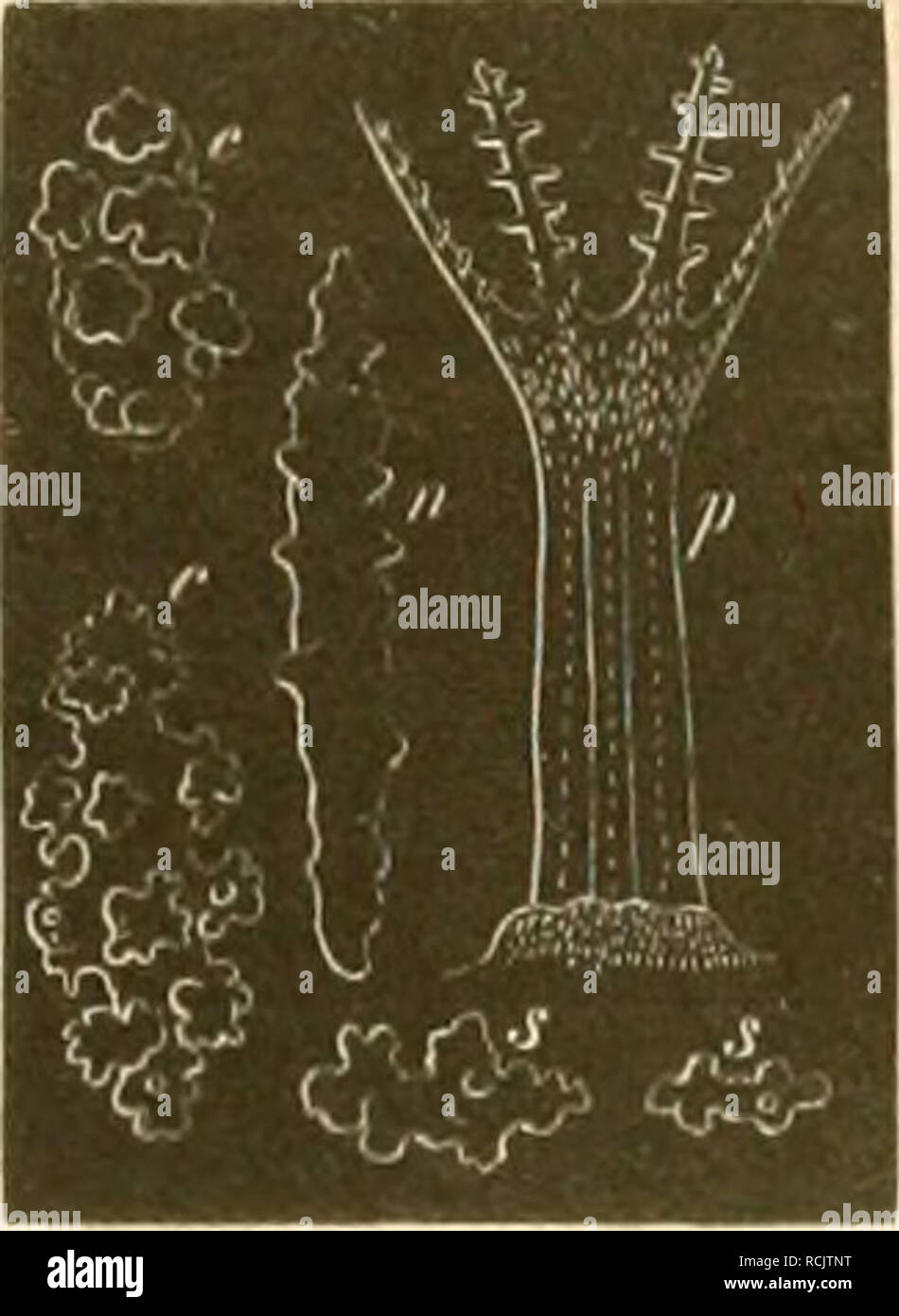 . Die des golfes von Neapel, und der angrenzenden