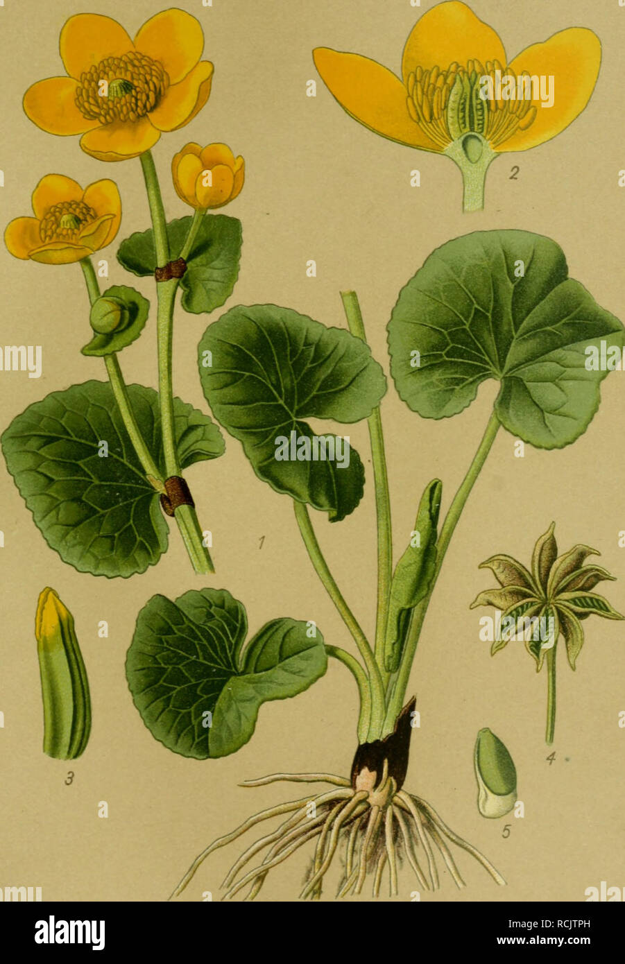 . Die Giftpflanzen Deutschlands. Poisonous plants. Tafel 27. Tafel 27.. Sumpf-Dotterblume. Caltha palustris L 1 Teile der Pflanze. 2 Blüte im Längsschnitt. 3 Einzelnes Fruchtblatt. 4 Frucht- stiind. 5 Same. 2 bis 5 vergr.. Please note that these images are extracted from scanned page images that may have been digitally enhanced for readability - coloration and appearance of these illustrations may not perfectly resemble the original work.. Esser, Peter, 1859-. Braunschweig, F. Vieweg Stock Photo