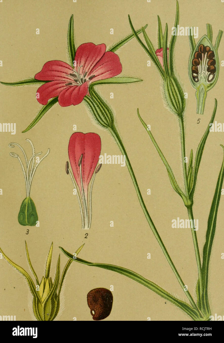 Die Giftpflanzen Deutschlands Poisonous Plants Tafel 22 Tafel