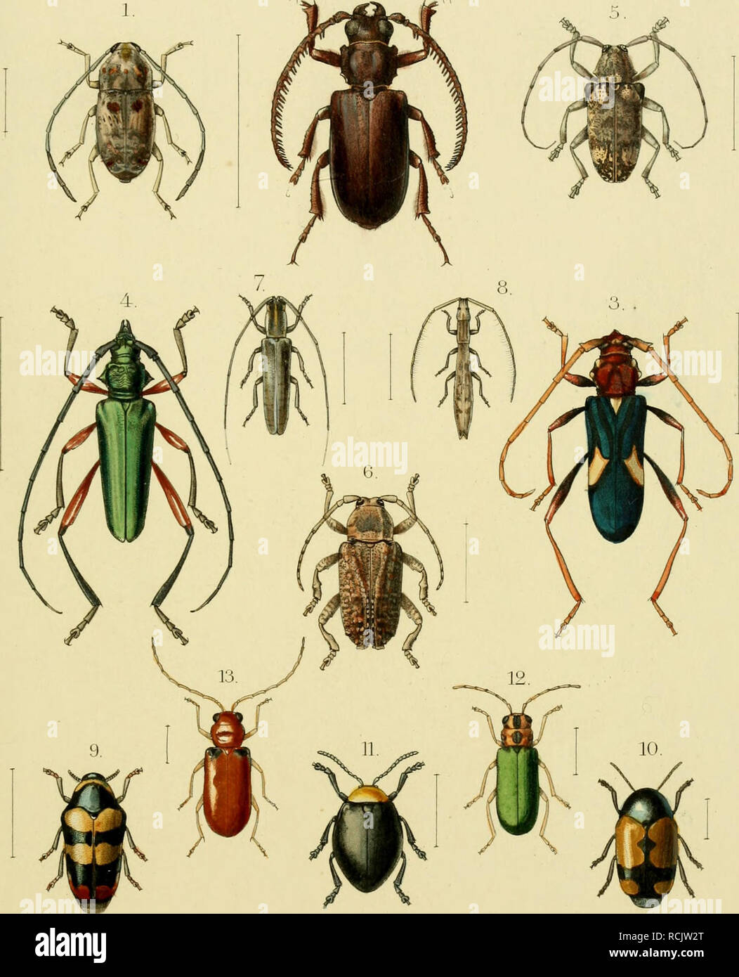 . Die Gliedertheir-fauna des Sansibar-gebietes : nach dem von dr. O. Kersten wÂ©Ãhrend der v. d. Decken'schen Ost-Afrikanischen expedition im Jahre 1862 gesammelten material. Insects. Yd.Declteii.Ileiseiuii Ost-Afnka. liisekli'ii Tat.lII.. .PhloeoMiis pustiilosii,s.Ger.st.^.(&quot;aiitli;ir()cfeiuis iRsiÃ¶iÃ¼.s.Gmt.j.r()in|)soni('ra feriesfrata. Oerst. â l.Hli(i|ializii.s ,S,iiisilKirinis. (Icnst. .â ).Fri'a iiiariiuiralii.Cicnsl. (i. l'lKimiii.s iiiiiniiTii,s.(n'ist. 7. iiippopsirou viriialiiiii.(l('r,st.&quot;i.TelniÃ¶leups phantoma.llcnst.D. Clvtlira haciaorrhagica,Herst. 10, (&quot;nijtoc Stock Photo