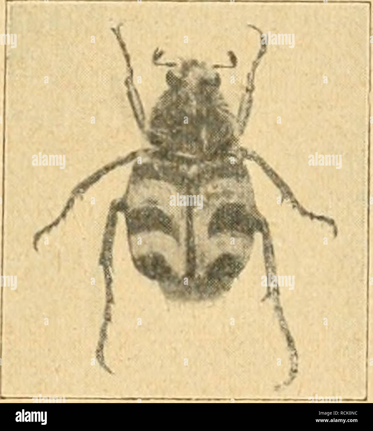 . Die forstinsekten Mitteleuropas. Ein lehr- und handbuch. Trees; Beneficial insects. D E F G Abb. 56. A^Cetonia aurata L , B Osmoderma eremita Scop., C Anomala aenea Deg. (2 x vergr.), D Serica brunnea L., E Phyllopertha horticola L., F. Hoplia farinosa L., G Trichius fasciatus L. — Orig. (1888) ist er auch auf Kiefern, sowohl älteren als jüngeren, massenhaft ge- funden worden, in „intensivster Weise dem Nadelfraß obliegend&quot;, ^) „Die Nadeln waren von der Spitze her, teils nur an einer, teils an beiden Nadelkanten be- fressen, in welch letzterem Falle die Ränder sich als unrein, faserig,  Stock Photo