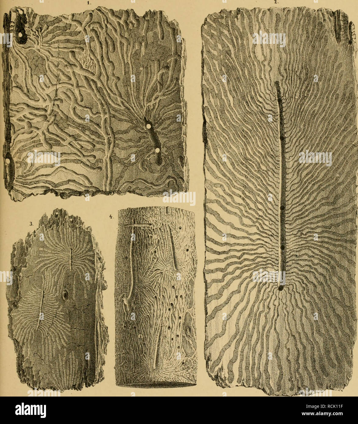 Wa Li Stock Photos Wa Li Stock Images Page 3 Alamy