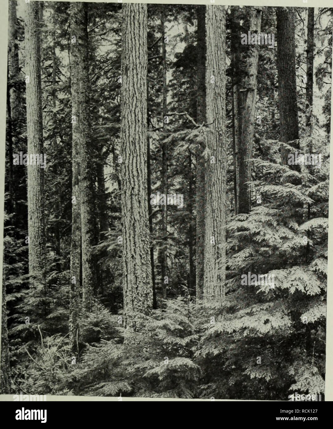 . Elements of forestry. Forests and forestry. PACIFIC COAST FOREST 341 3. The largest stands in the world are found here. The redwood occurs up to 35 feet in diameter and 350 feet in. Fig. 63. — A Heavy Stand of Douglas Fir in Western Washington. Trees are frequently found up to 12 feet in diameter and 250 feet in height. It is adapted to management by the clear-cutting system. height; the Douglas fir is found up to 12 feet in diameter and 250 feet in height, and the sugar and yellow pines, cedars, spruces and others attain a large size. The average. Please note that these images are extracted Stock Photo