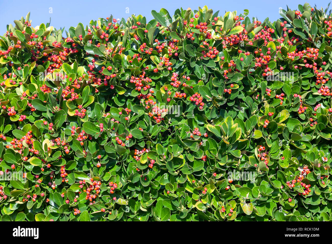 During winter, a spindle tree hedge in full fructification (Hossegor - Landes - France). Haie de fusains en pleine fructification (Hossegor - France). Stock Photo