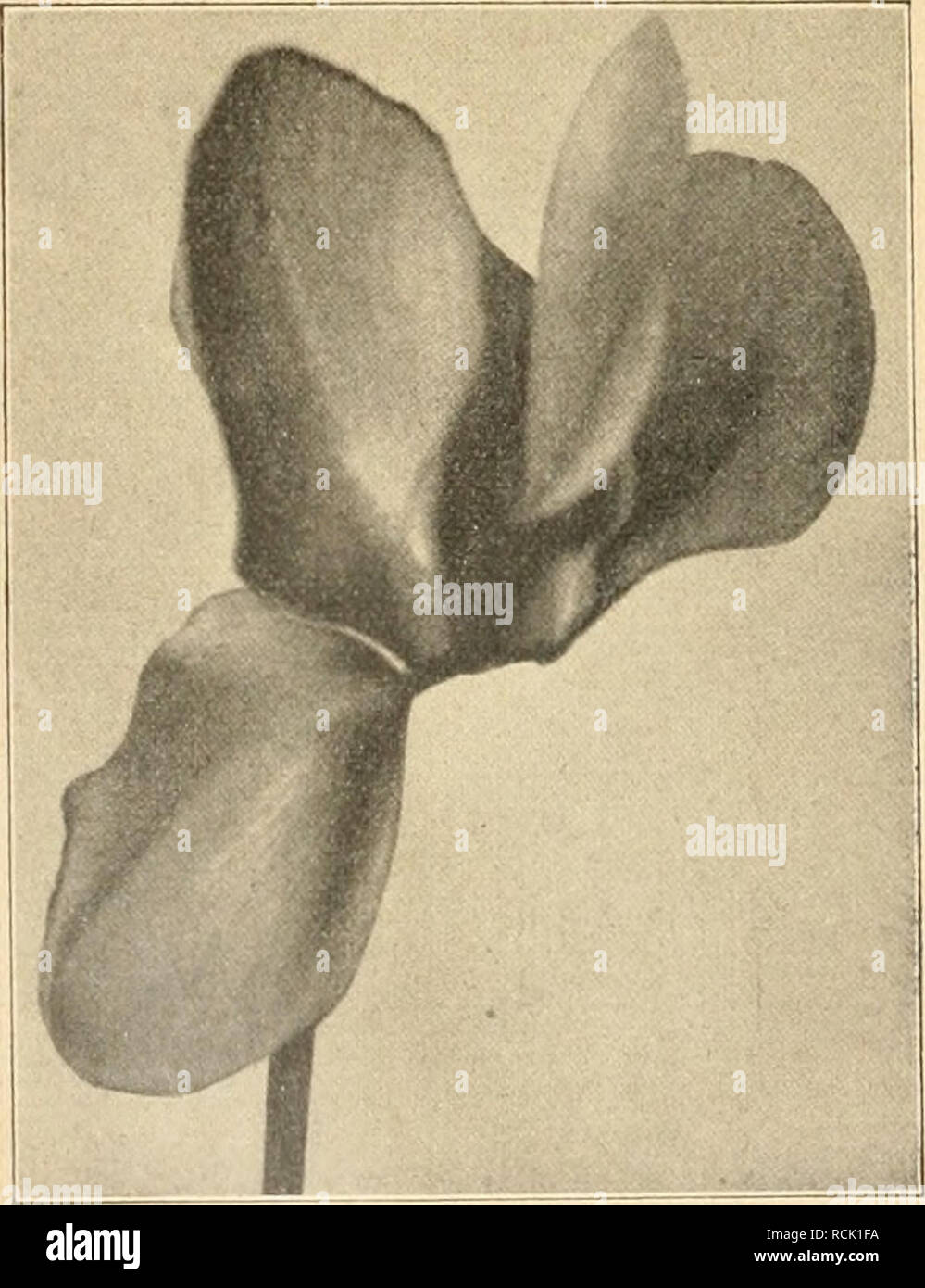 . Die Gartenwelt. Gardening. Bild 9. Splendens giganteum Leuchtendrot. Für unseren heimischen Markt gilt die Forderung, durch Vorführung verschiedensten Materials, ganz gleich, ob als Schnittblume oder als Topfpflanze, wieder mehr Vertiefung und Verständnis für Blumenschönheit beim Publikum zu erwecken und der weiteren Ver- flachung in der Beurteilung von Blumen vor- zubeugen. In dieser Hinsicht mag die Cyklame berufen sein, in verschiedenstem Gewände ihren bescheidenen Teil beizutragen.. hisse, die in der Samen- versorgung während und nach dem Kriege be- standen, wo jeder Un- berufene glaubte Stock Photo