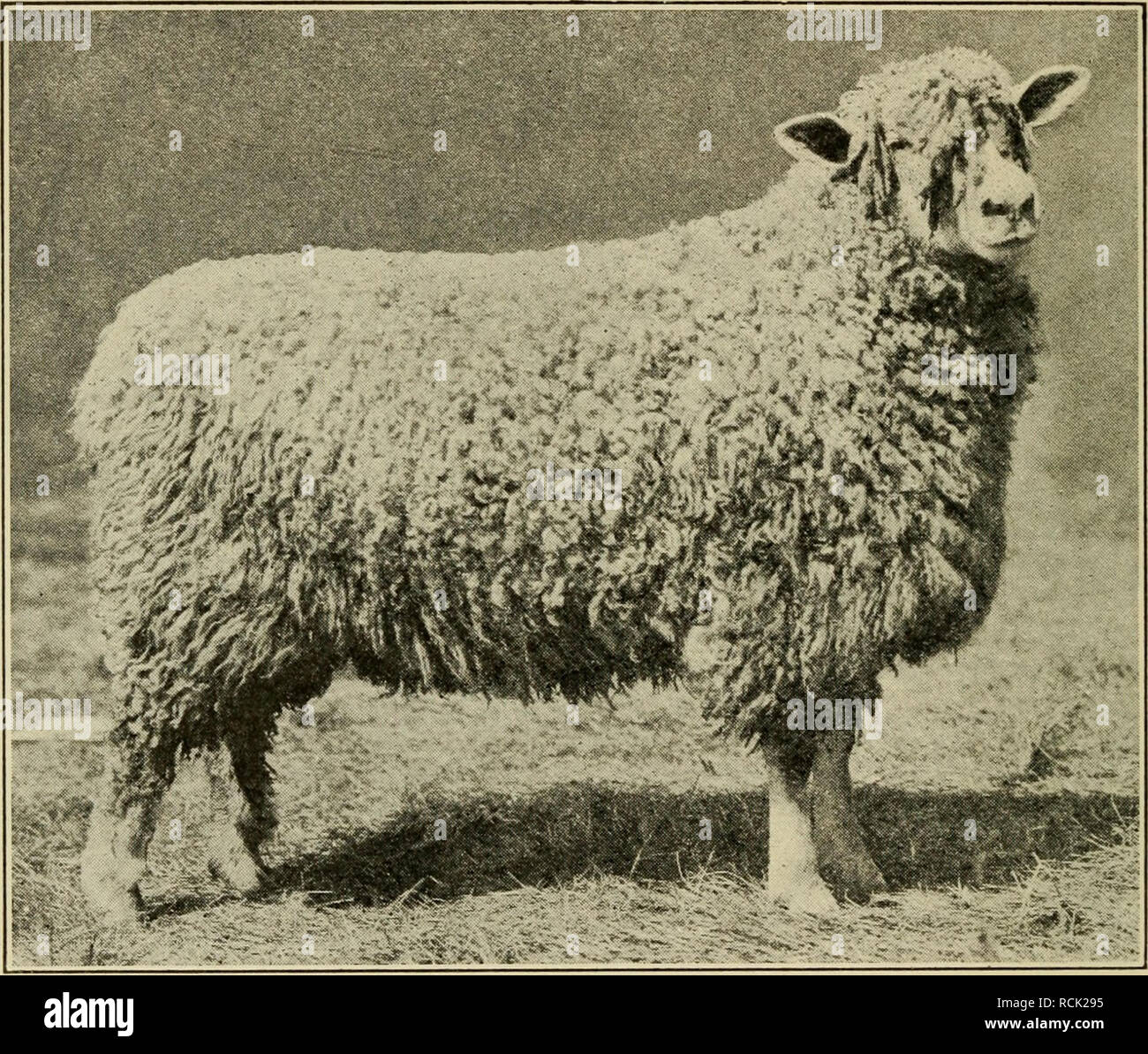 Elements of farm practice, prepared especially for teaching elementary  agriculture;. Agriculture. 212 ELEMENTS OF FARM PRACTICE have good mutton  carcasses and no horns. The Leicester, Cotswold and Lincoln are EngHsh  breeds