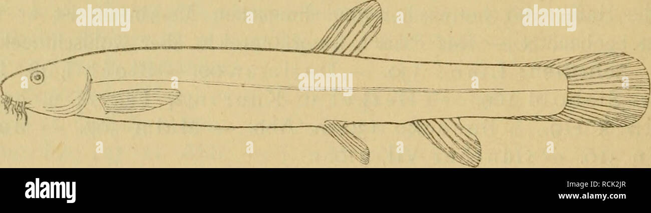  mir hebe sluty 35 