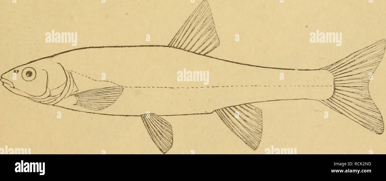 . Die Fische der Ostsee. Fishes. 74- Leuciscus phoxinus L. Ellritze; dän, Elritze; schwed. elriza, mudd.. R 2—3I7—8. A 2—316—7. B I—2I7—8. Schp 80—90, sehr klein. Seitenlinie unterbrochen Schlundzähne 2.4 (5) -4.2, spitzig. Länge 7—14 cm. Körper fast walzenförmig, etwa 5 mal so lang als hoch. Maul endständig, klein. Rücken olivengrün, schwärzlich marmorirt, oft mit einem schwarzen Längsstrich in der Mitte. Seiten silbern oder 8. Please note that these images are extracted from scanned page images that may have been digitally enhanced for readability - coloration and appearance of these illustr Stock Photo