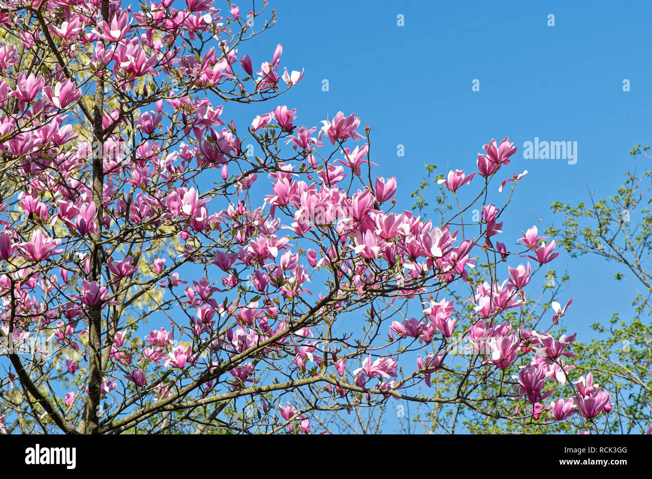 The beautiful vibrant pink flowers of the spring flowering Magnolia 'Spectrum' against a bright blue sky Stock Photo
