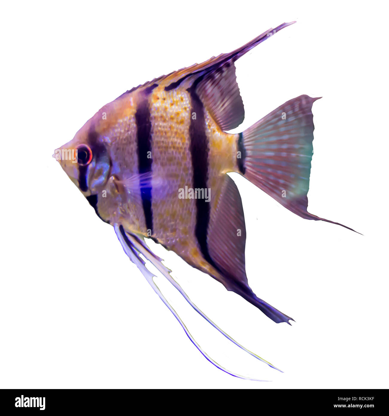 Tropical striped freshwater fish in an aquarium. Isolated photo on