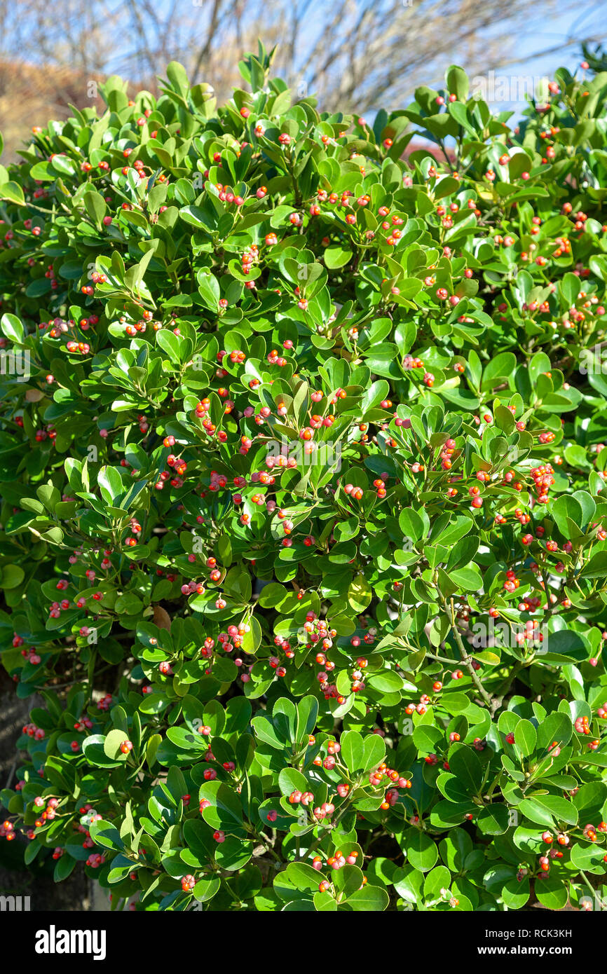 During winter, a spindle tree hedge in full fructification (Hossegor - Landes - France). Haie de fusains en pleine fructification (Hossegor - France). Stock Photo