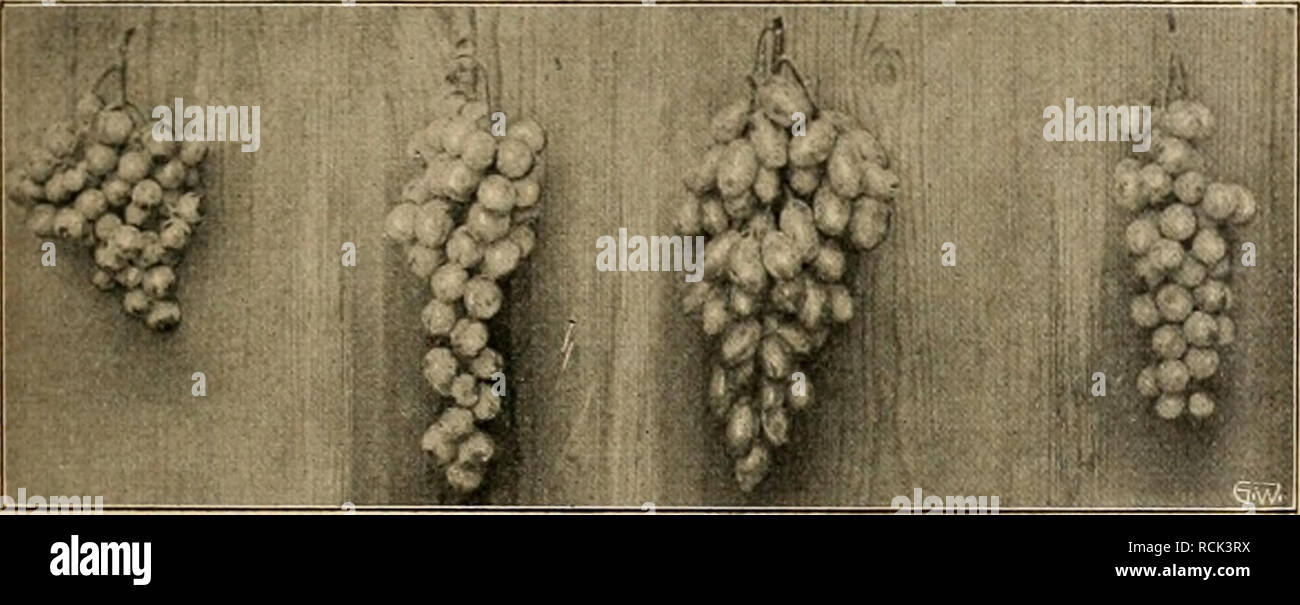 . Die Gartenwelt. Gardening. Sorten von links nach rechts; Schwarze