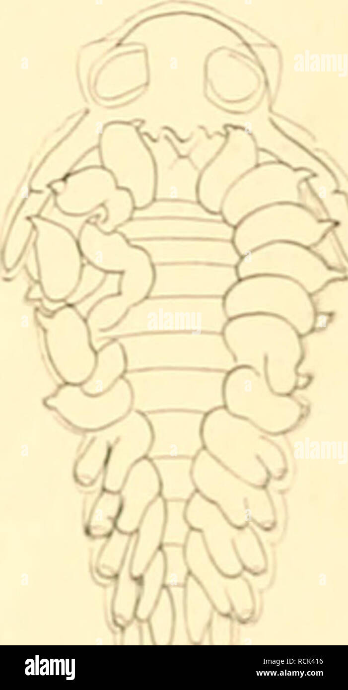 . Die Isopoden der Deutschen Sdpolar-Expedition, 1901-1903. Isopoda z Antarctic regions. Abb. 129. Microniscus ornatus n. sp. (X 113). 31icroniscHS sp. Ein weiteres, etwas größeres, 1 mm langes Exemplar wurde am 18. XII. 1901 in der Westwinddrift ncirdlich von den Marion-Inseln in einem Fang aus 2500 m Tiefe erhalten. Es hat nicht gesägten Rücken und bereits Fühler und Uropoden der Cypronisciden, aber noch alle sieben Greifklauen des Microniscus-Bta.dmms. Endlich vurde auch im Indischen Ozean ein kleiner Micnmiscits von 0,25 mm Länge beobachtet (Abb. 130). Er fand sich am 8. V. 1903 auf 30&qu Stock Photo