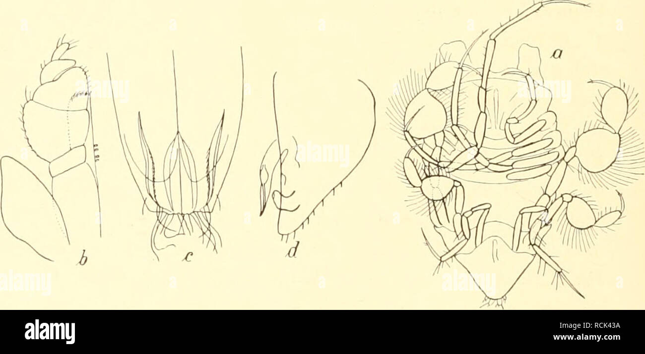. Die Isopoden der Deutschen Sdpolar-Expedition, 1901-1903. Isopoda z Antarctic regions. Abb. 122. Eunicope frigida n. sp. rt erwachsen (x 25), h jung (/. 40). .Vbb. 123. EvrijcojK' jrupda n. sji. a juv. von iinfeii, /) Maxillarful.i, c u. d erste und zweite Pleopoden J (x 55). schließt sich E. frigida an E. heddardi Bonnier an und an E. megalura Sars, die aber beide großes, am Ende ausgerandetes Rostrum besitzen. Die Maxillarfüße sind denen von E. antarc- tica ähnlich (Abb. 123 b). Ganz charakteristisch sind die ersten Pleopoden des Männchens gebildet, die mit langem Borstenbesatz endigen (Ab Stock Photo