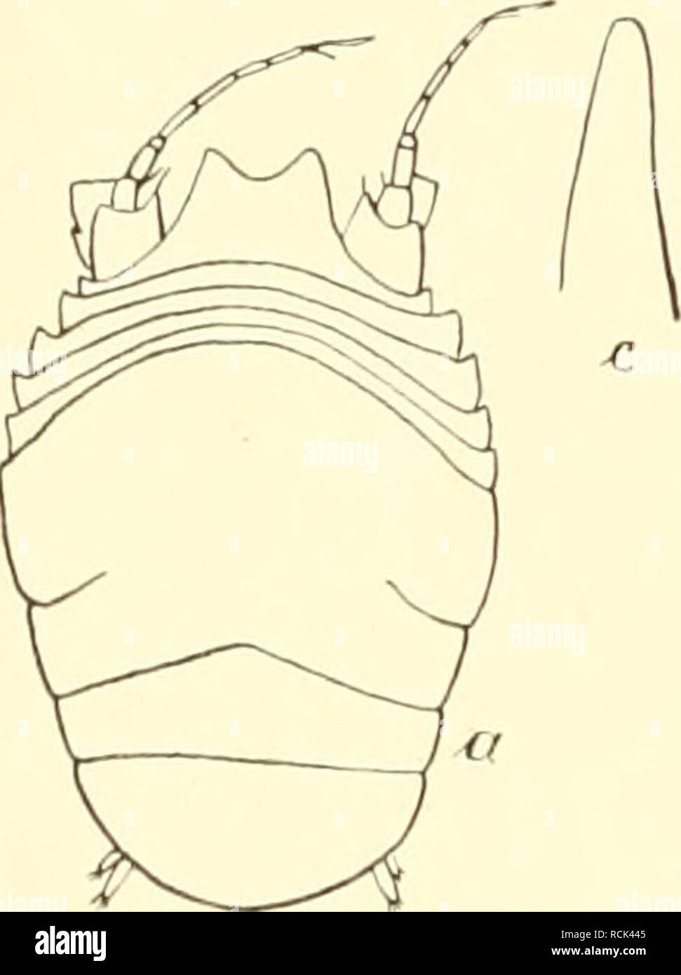 . Die Isopoden der Deutschen Sdpolar-Expedition, 1901-1903. Isopoda z Antarctic regions. 58S Deutsche Südpolar-Expeditioii. Außenast nur etwa ein Drittel so lang wie der Innenast ist (Abb. 118 6), und durch die eigenartige Form des Epignathen, der Seitenplatte des Maxillarfußes, welche abweichend von allen bekannten Arten oben eine deutlich abgesetzte Spitze hat (Abb. 118 c). 137. Eurjcope curta ii. s[i. (Abb. 119 a-c.) Eine in der Form mit Eurycope mnlis übereinstimmende kleine Eurycopc von 1,2 mm Länge wurde am 8. II. 1903 bei der Gauss-Station unter vielen anderen Exemplaren derselben Gattu Stock Photo