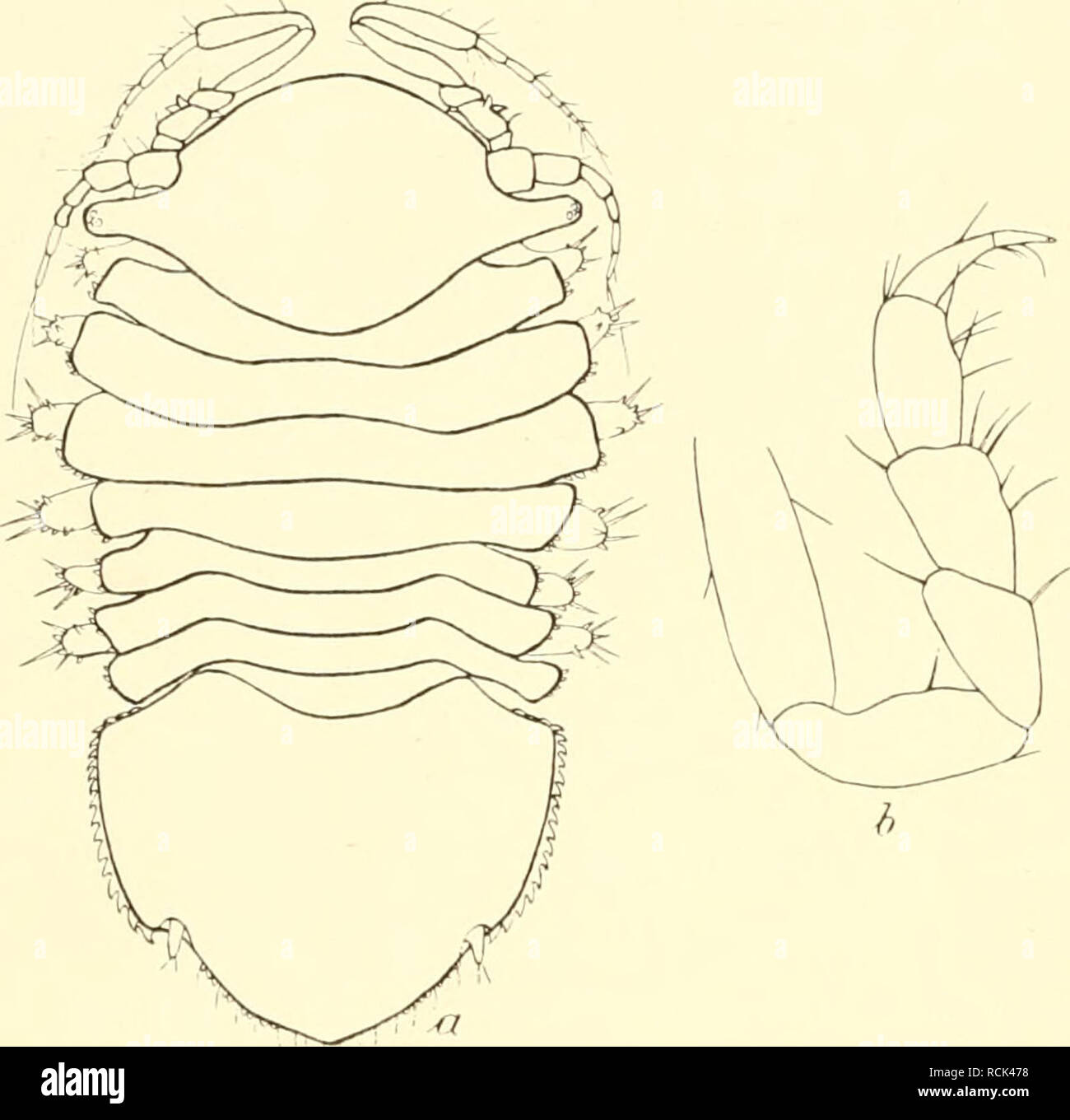 . Die Isopoden der Deutschen Sdpolar-Expedition, 1901-1903. Isopoda z Antarctic regions. 574 Deutsche Siidpolar-Expedition. 112. Paranuinna ganssi n. sp. (Abb. 104 a, b.) Während die beiden vorigen Arten sich durch zugespitzten Kopf, durch mit einem Rostrum versehene Stirn auszeichneten, wurde bei der Gauss-Station eine Art mit gerundeter Stirn, die also zur zweiten Gruppe gehört, in 17 Exemplaren aus 10 Fängen gesammelt. Die vier größten Tiere sind 1,3 mm lang, darunter finden sich zwei Weibchen mit je sechs Eiern, die kleinsten messen 0,8 und 0,6 mm. Die neue Art, welche ich Paramunna gaussi Stock Photo