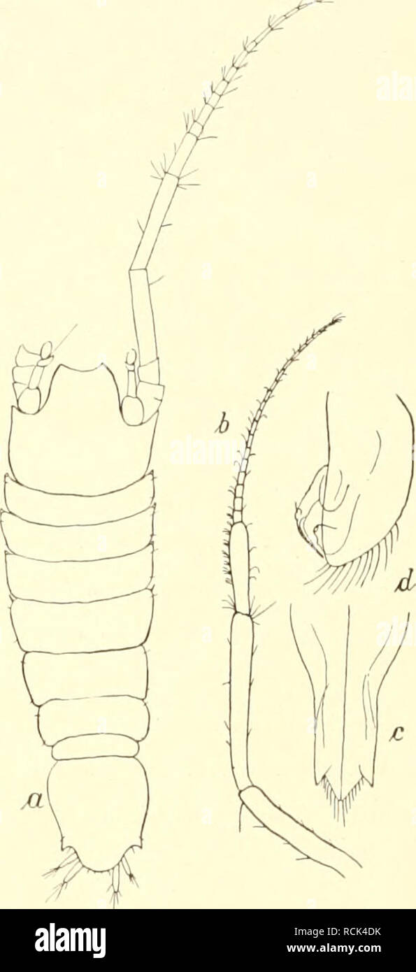 . Die Isopoden der Deutschen Sdpolar-Expedition, 1901-1903. Isopoda z Antarctic regions. Abb. 75. Nannoniscus ausiralit: ii. .sp. a ^ juv. (x 60), h Alltenne des ?, c Pleopoden des jungen o (X 70).. Abb. 76. Naimonisms biclens ii. sp. ? (x 36), h zweite Antenne des &lt;J, c u. d erste und zweite Pleopoden des J (x 55). t)0. Nannoniscus bidens n. .sp. (Abb. 76 «-(/.) Eine zweite Art der durch die eigentümlich gestalteten ersten Antennen charakterisierten Gattung Nannonincus nenne ich A'^. bidcns, weil jederseits vor dem zwischen den kurzen Uropoden vorspringenden, abgerundeten Mittellappen der  Stock Photo