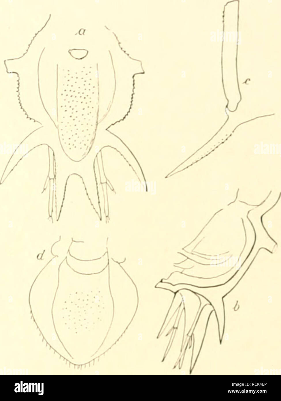 . Die Isopoden der Deutschen Sdpolar-Expedition, 1901-1903. Isopoda z Antarctic regions. Abb. 70. Juhdlasi). (x 40). Al)l). 71. Microprulus anlarcliau&lt; n. sp. n .bdrtmeu von oben, h von der Seite (x 24), e Staehel des letzten l{tiiii|ifspgnients mit Einlenknn. (.bb. 71 t,-(l.) Zur Gattung Micropm/ua muß ich ein .bdomcn von etwa 2 mm Länge (.M&gt;1&gt;. 71 »/. /») rechnen, welches im gleichen Fanüe wie Juhttillic itcitnlhomilns am :{o. ill. l'.MtS aus :};i!ts m Tiefe iierauf- kam. Leider war außer diesem nichts mehr als ein Teil des letzten Htimpf.segments mit einen» Stück des dazugehörig Stock Photo