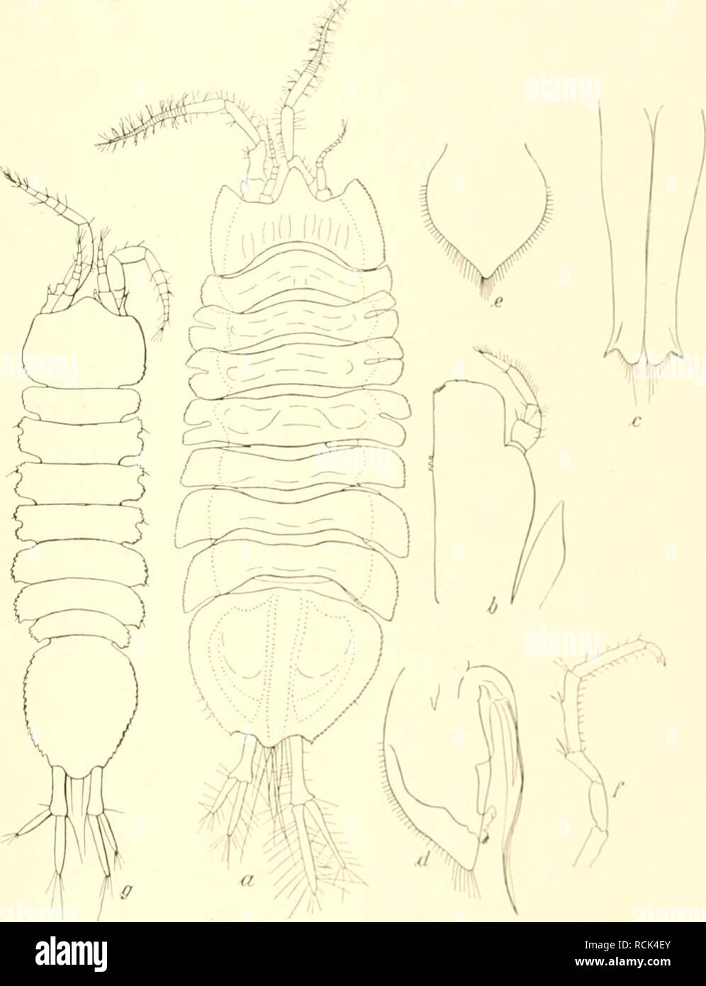 . Die Isopoden der Deutschen Sdpolar-Expedition, 1901-1903. Isopoda z Antarctic regions. VaniiÃ¶i'iKX. Isopodcn. 543 bis sechs SeitenzÃ¤hne â sie sind niclit auf beiden Seiten Â«leieh austiebildet â wegen kleiner Ans- buchtungen zwischen ihnen etwas stÃ¤rker als bei jener hervor. Die Endspitze zwischen den Uro- poden trÃ¤gt zwei kurze zylindrische Stachel. Die AuÃenÃ¤ste der Uropodcn sind klein, etwa ein Viertel so lang wie die InnenÃ¤ste, wÃ¤hrend sie bei J. nasicoruis halb so lang wie diese waren. Da nur ein Exemplar vorliegt, das geschont werden muÃ, kann ich Ã¼ber die Mundteile nichts ange Stock Photo