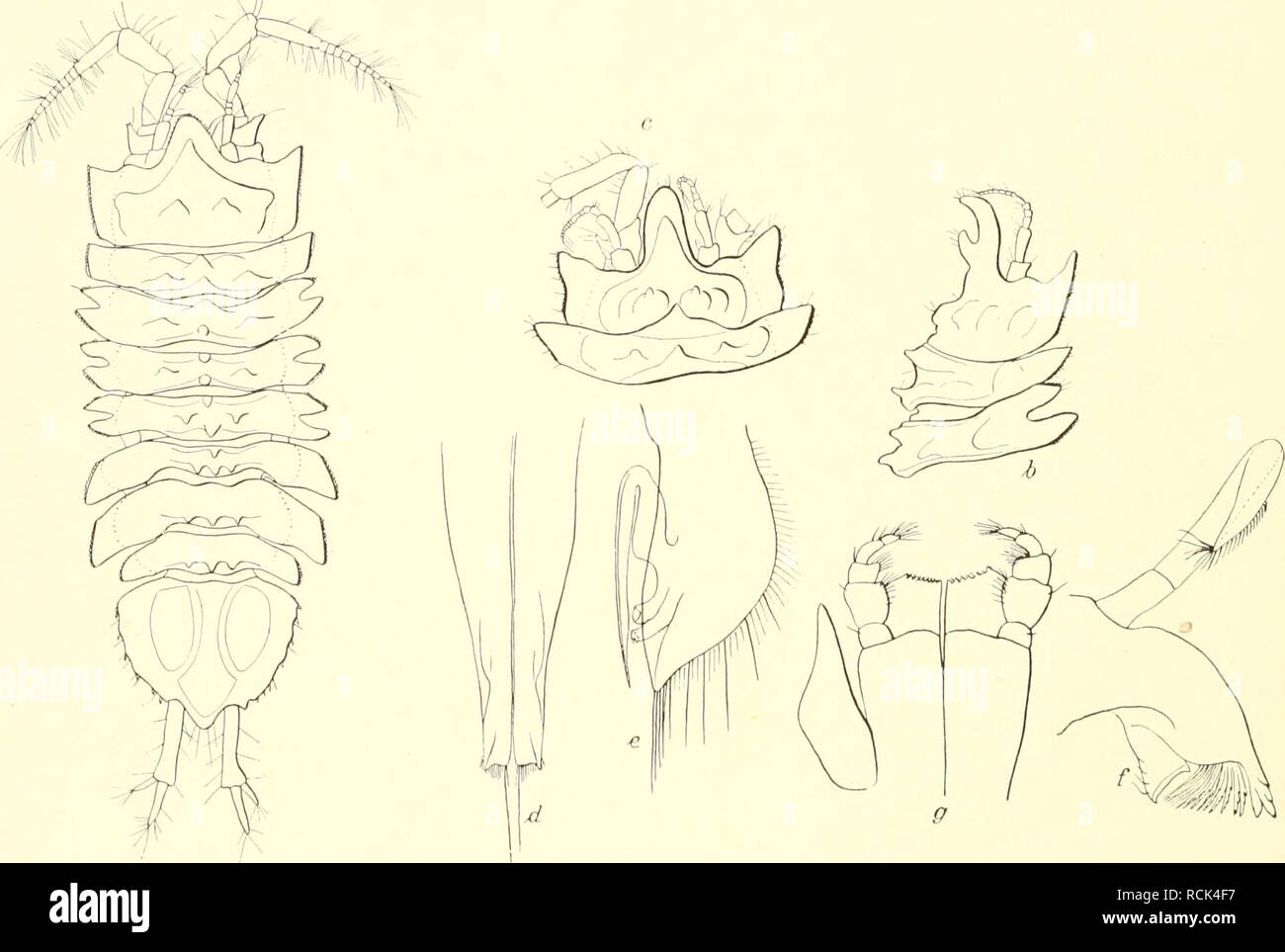 . Die Isopoden der Deutschen Sdpolar-Expedition, 1901-1903. Isopoda z Antarctic regions. 540 Deutsche Südpolar-Expedition. tober, Dezember 1902 und Januar 1903, von 1,5—(3,5 min Länge, aus sechs Fängen vor und ein unvollständiges Exemplar vom 8. II. 1903, das nicht gemessen werden konnte. Die jüngsten Exemplare zeigen das Nasenhorn und die Rückenstachcln nicht so deutlich wie die älteren, sind jedoch an der Form des Endsegments zu erkennen. Bei den beiden größeren Tieren ist das End- segmeut ungleich ausgebildet, der Uropod der einen Seite ist kurz, halb bis zwei Drittel so lang wie der der an Stock Photo