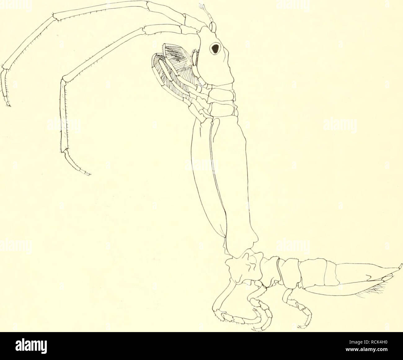 . Die Isopoden der Deutschen Sdpolar-Expedition, 1901-1903. Isopoda z Antarctic regions. 524 Deutsche Södpolar-Expedition. koiiinit daher zum Vergleich in Betracht. Die von 0hlix beschriebene A. falclandica war nur 5 mm groß, während mein Exemplar von Kerguelen 16,5 mm Körperlänge hat. Die große Antenne mißt etwa 12 mm luul das Endsegment 4,5 mm, so daß diese Verhältnisse mit denen bei jener Art übereinstimmen, bei der die Antennen bis zum Ende des Rumpfes reichen. Verschieden bei beiden Arten ist die Länge des zweiten und dritten Antennengliedes, welche bei A. faldandim ungefähr gleich lang s Stock Photo