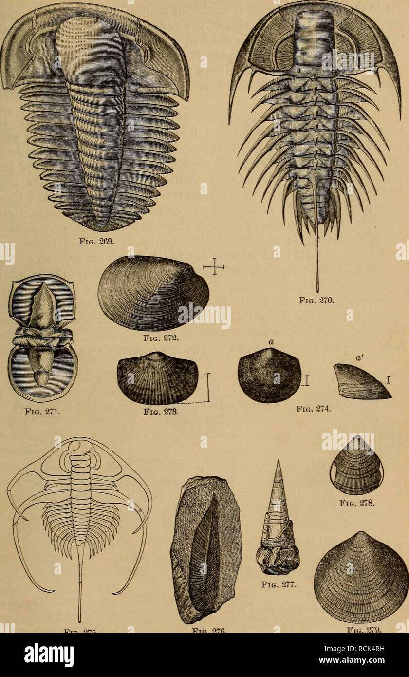 . Elements of geology : a text-book for colleges and for the general reader. Geology. SILURIAN SYSTEM: AGE OF INVERTEBRATES. 299. Fig. 275. Fig. 276. Fig. 27! Figs. 269-279.—American Cambbian Fossils (after Walcott and Whiter 269. Protypns Hitch- cocki, x 2. 270. Zacanthoides tvpiealis. x 2. 271. Agnostne interetrictns. 272. Fordilla irny- ensis 273 Orthisina transversa. 274. Kutorgina pannnla—o, front view: a, side view. 2,o. Olenellus Gilbert! 276. Diplograptus simplex. 277. Hyolithes primordialis. 278. Lmgulella celata. 279. Obelella crassa.. Please note that these images are extracted from Stock Photo