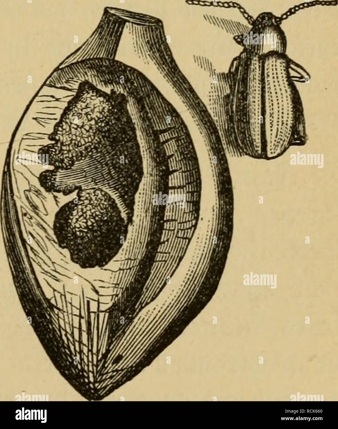 . Die Insekten. Entomology. 2)ie Siifeften als 9f?aturma^t. SbS- in bie Xiefe, beüor fte itod) t)om ^ftugeifcn guittotinirt iücrben. 3)er Seng fiel)t fic aber tüicber in erneuter 21)ätigfeit. ^ic»- ift it)r jtüeiter Sarüenfommer. 5Im ärgfleu n)ütl)eit fte aber im britteii. 3n biefein gießen fte ftdf) nun einen SOZeter tief in ben SBobcn l)inab unb I)arren in einer gut auägeglätteten ©ö^le i^rer ^uferfte()ung. ^ex ^äfer ift fdion im |)crbft fertig, I)arrt aber lt)o^(U)ei§licC) bi» ^um näi3ften grü()ia^r au§. Wan^c fönnen c§ aber nic^t ermarteu unb jeigcn fid^ nod^ im (clben ^a^x^ ber erftaunten Stock Photo