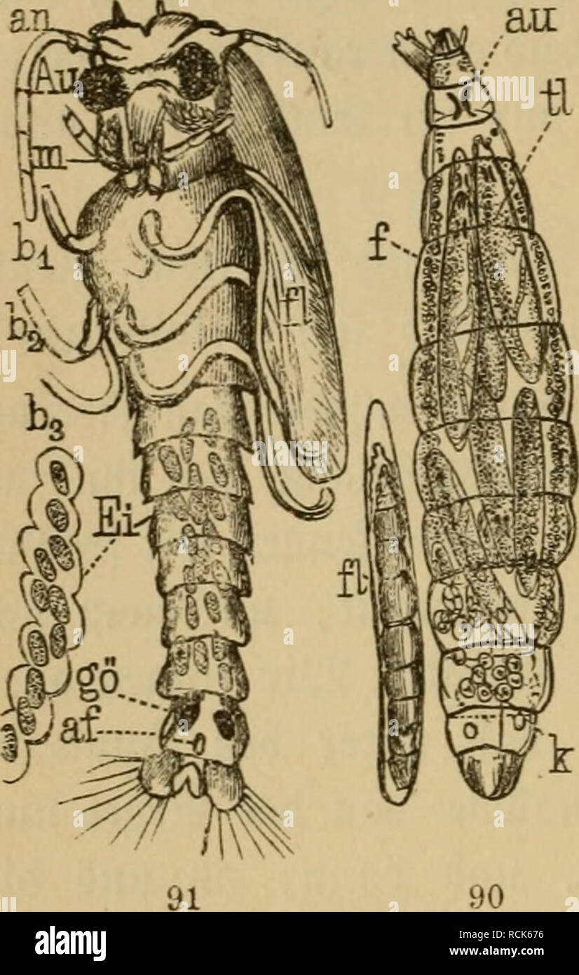 . Die Insekten. Entomology. 208 VII. Kapitel. SSiintnunaben, lÃ¼cldie oft ben gangen Â£eiO it)reÂ§ XrÃ¤ger^ cr^^ fÃ¼llen unb barin wie luujegogene @Ã¤[tc in einer .J^erberÃ¶e fid^ Oenet)men, oon geiÃ¼ifjen (Sdjmaro|er!erfen, nament- Ãd) Ã¶on @c{}[upf)t)eÂ§pen Ijcrftanimen, tpeld^e bie @ier in Sn|e!tenfarÃ¶en ablegen unb bie S^i^^G^n Ã¼on il)nen auf^ ommen (Ã¤ffen. Â©in Ã¤()nlid^cs Sc^aufpief, mic mx eÂ§ ha befc^rieben, 50g im Saljr 1861 bie 5Iufmcrf|ani* feit beÂ§ berÃ¼hmten 3ooloL]cn ^. SÃagner in ^afan auf fic^, ^ie Ã¤ltaben, meldte eÂ» if)m geigten unb bon benen eine in gig. 90 abgebilbet i Stock Photo