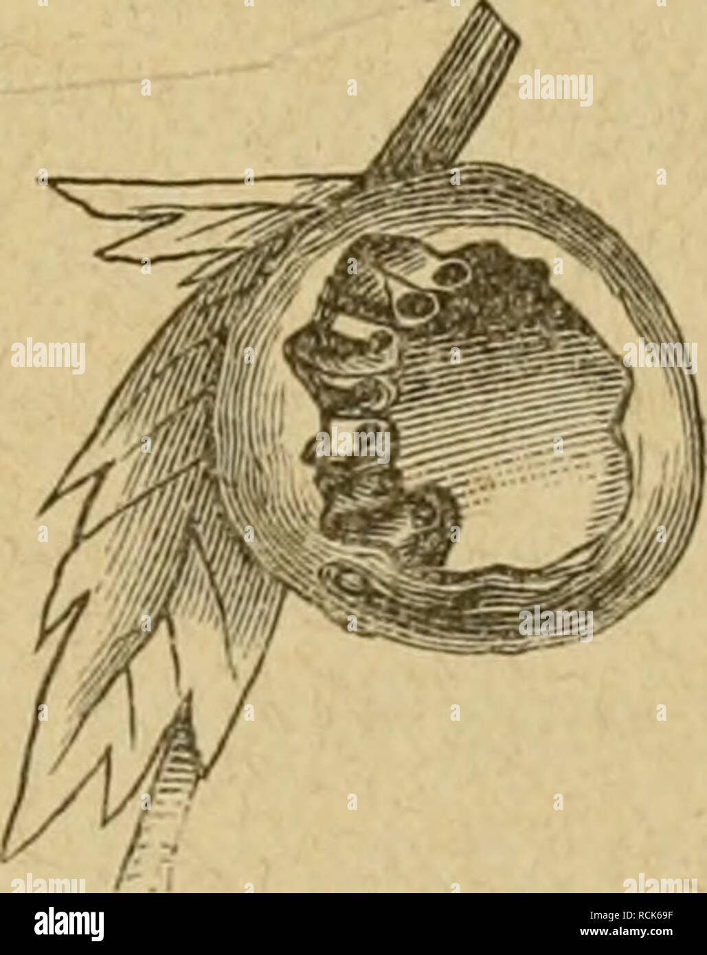 . Die Insekten. Entomology. 33auiubuflne ber ^iifeften. 179 Chalicodoma (?5ig. 60) beobacl^ten, bie einzelnen unb biirc^: ^e^enbS mcl)r tüenitjer cijlinbrifcl^en S^^^^^ Söaiib an SSanb neben einanber gebaut tücrben. SSerg(cid)en totr nun ben 9^eftbau^@tt)I ber gefeHigen Sntmcn mit bem ber foütären, fo finben lüir !einerlci n)efent= lid)e 5IbtDei(f)nng, überzeugen un§ t)ie(mel}r, ha^ gtüifc^en beiberlei ^Bauarten ein ftreng caufeHer giifaninieuljang befte!)t, b. i). fo toic bie gefeUigen gitunen, Wie tütr oben gezeigt, öon folitären abftanimen, fo ftammt aud^ ber Sßan = (S5runbp(an ber erfteren Stock Photo