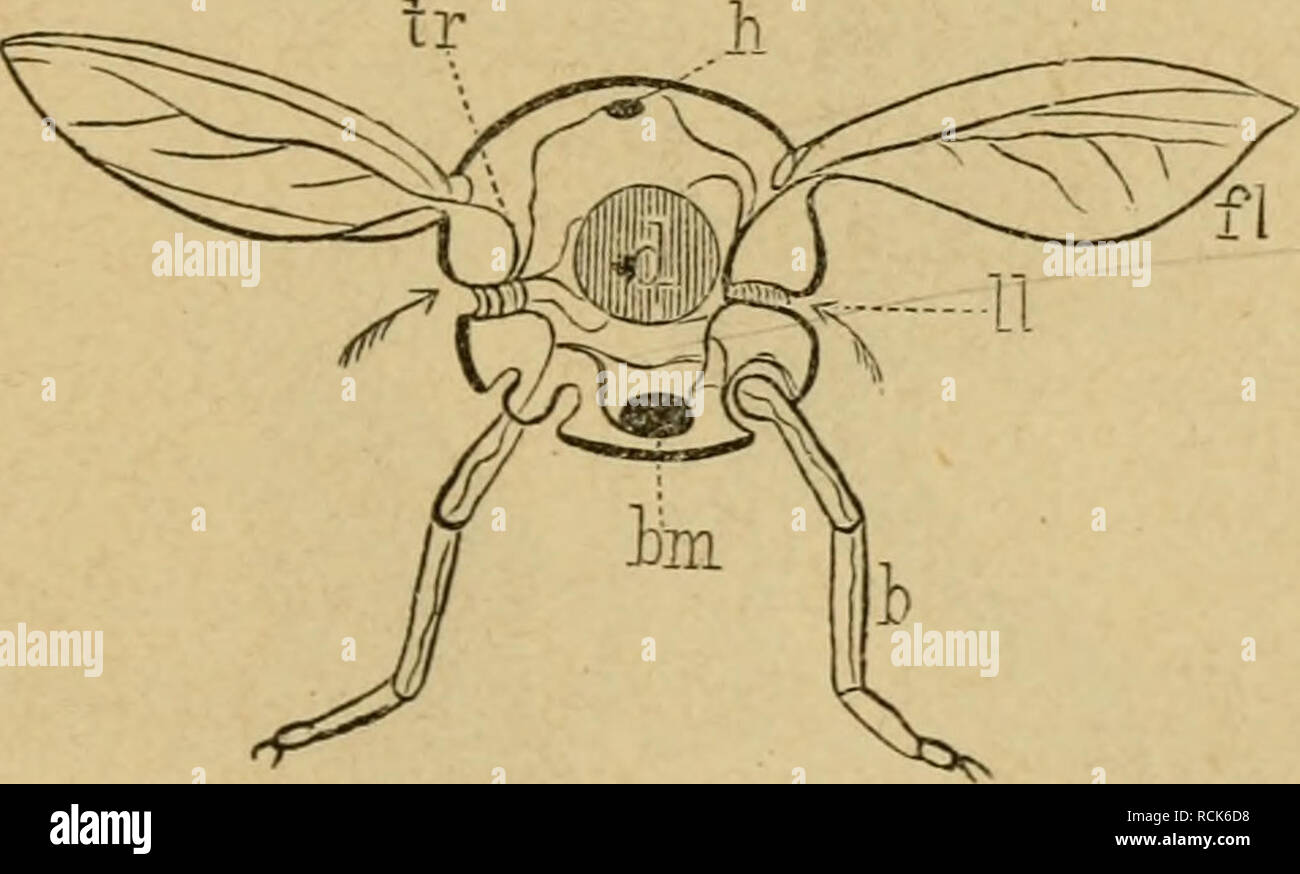 G Wix High Resolution Stock Photography And Images Alamy