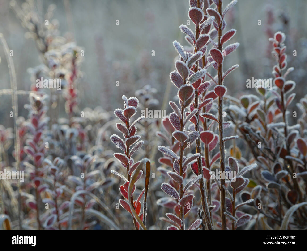 frosted bog bilberry bush Stock Photo - Alamy