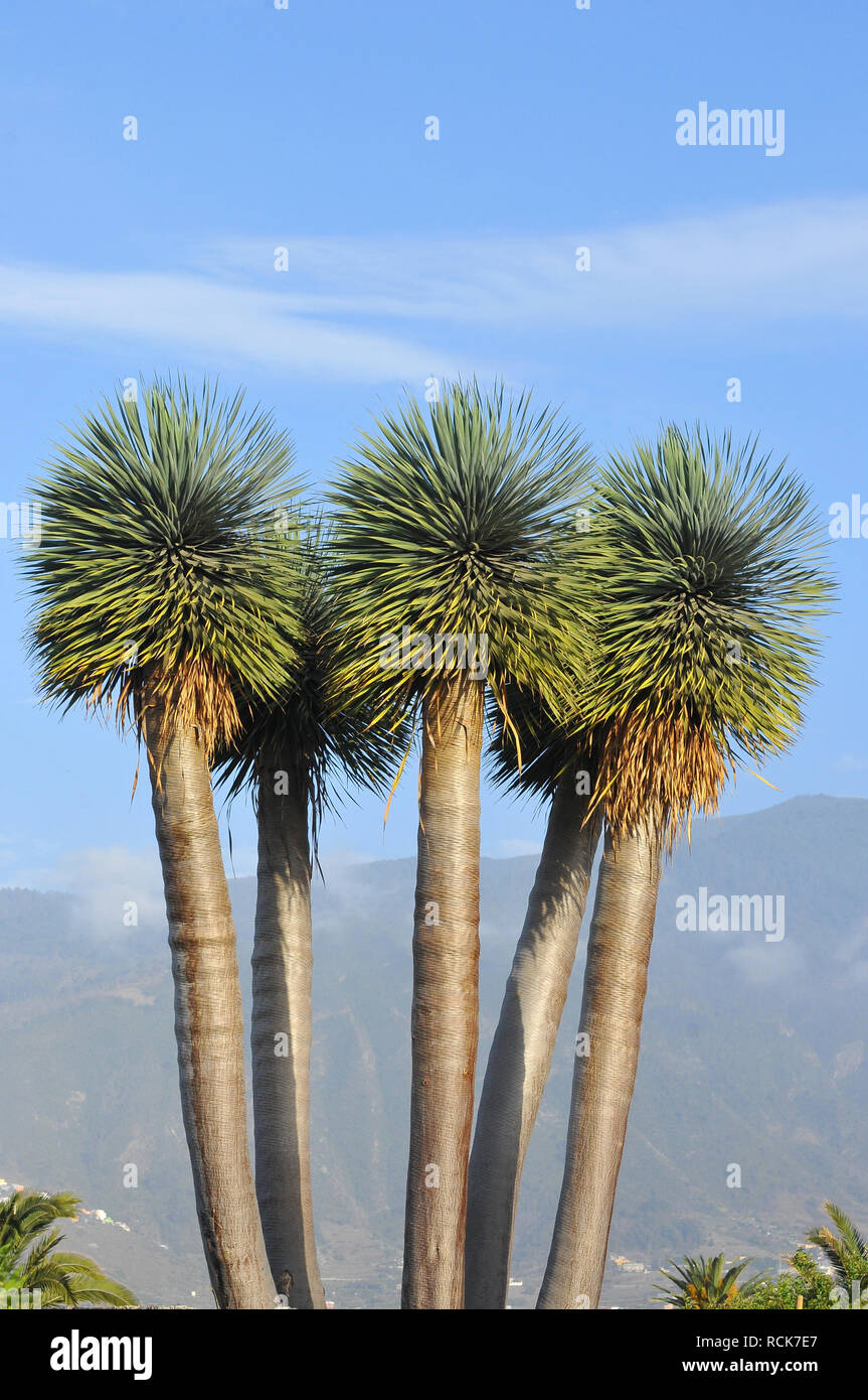 Dracaena draco, the Canary Islands dragon tree or drago, Kanarische  Drachenbaum, srknyfa Stock Photo - Alamy