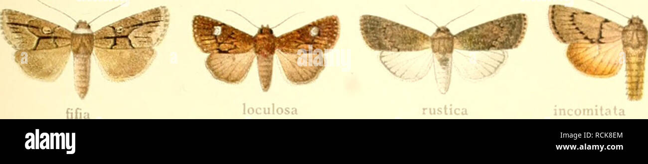 . Die Gross-Schmetterlinge der Erde : eine systematische Bearbeitung der bis jetzt bekannten Gross-Schmetterlinge. Butterflies; Lepidoptera. acniodes patagonica purilinea indula badistriga. loculosa rustica incomilata inconstans .i-,K;i ^^t^ &quot;^^ ^^ *t crocea actura singula flavidcns heterochroa falcata ^^gfif (^^^ l^i^ r oblimata senescens peralto if f^.-r^,.»:;; '^^'f^-^-^:^. Please note that these images are extracted from scanned page images that may have been digitally enhanced for readability - coloration and appearance of these illustrations may not perfectly resemble the original w Stock Photo